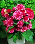 Begonia Picotee Flamenco