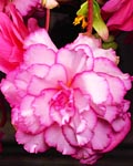 Begonia Picotee White & Pink