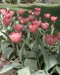 Tulip Pink Impression