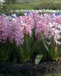 Hyacinth Pink Pearl