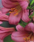 Precooled Lilium Pink Perfection