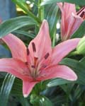 Precooled Lilium Pink Superior