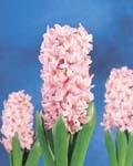 Hyacinth Pink Surprise