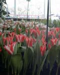 Tulip Pinocchio