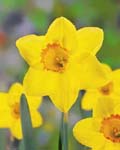 Narcissi Pinza