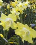 Narcissi Pipit