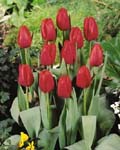 Tulip Polderboy