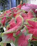 Caladium Postman Joyner