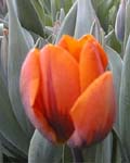 Tulip Princess Irene