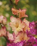 Gladiola Priscilla