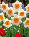 Narcissi Prof. Einstein