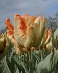 Tulip Professor Rontgen
