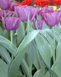 Tulip Purple Prince