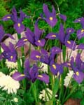 Iris Purple Sensation