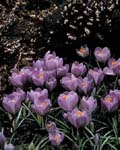 Crocus Purpurea Grandiflora