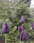 Tulip Queen of the Night