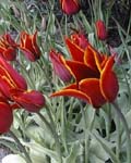 Tulip Queen of Sheba