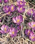 Crocus Queen of the blues