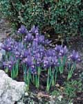 Iris Reticulata Harmony