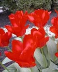Tulip Red Emperor