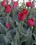 Tulip Red Present