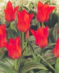Tulip Red Riding Hood