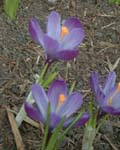 Crocus Remembrance