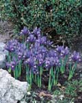 Iris Reticulata