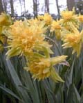 Narcissi Rip van Winkle