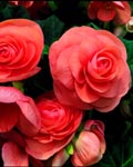 Begonia Roseform Apricot