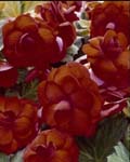 Begonia Roseform Orange