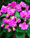 Begonia Roseform Pink