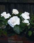 Begonia Roseform White