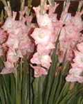 Gladiola Rose Supreme