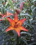 Precooled Lilium Royal Sunset