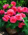 Begonia Ruffled Orange 