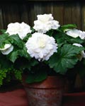 Begonia Ruffled White