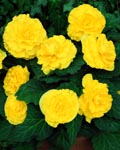 Begonia Ruffled Yellow