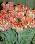 Tulip Salmon Parrot