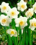 Narcissi Salome