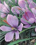 Crocus Sativus Saffron Crocus