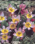 Tulip Saxatilis