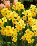 Narcissi Scarlet Gem