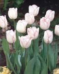 Tulip Shirley