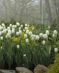 Tulip Silentia