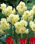 Narcissi Sir Winston Churchill
