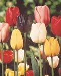 Tulip Single Late Mixed