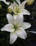 Precooled Lilium Sorpresa