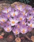 Crocus Speciosus Blue