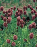 Alliums Sphaerocephalon